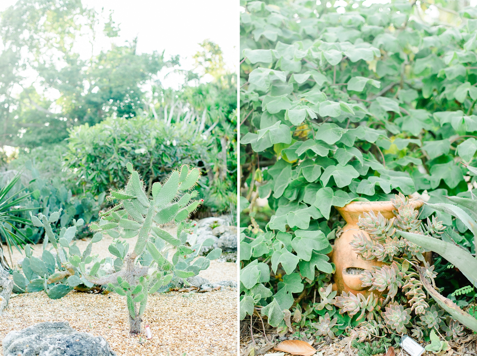 Photos by Ailyn La Torre Photography Marie Selby Botanical Gardens Wedding | © Ailyn La Torre Photography 2017